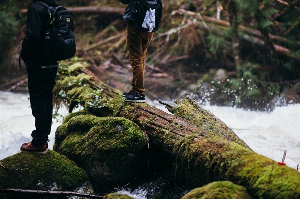 木 水 森 rock 写真