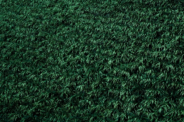 Grass plant lawn texture Photo