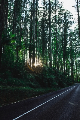 木 自然 森 ライト 写真