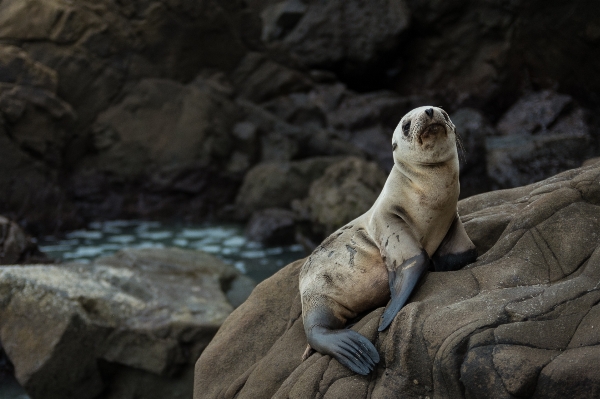 Rock animal wildlife statue Photo