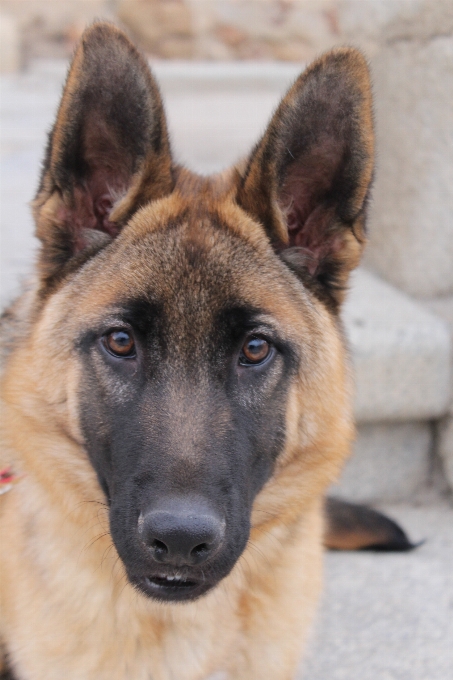 Cachorro mamífero vertebrado
 raça de cachorro
