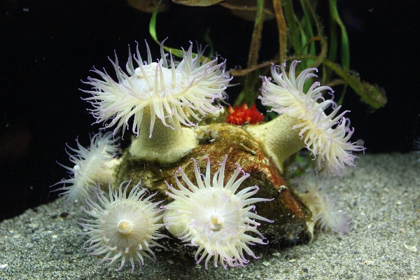 植物 花 生物学 fauna 写真