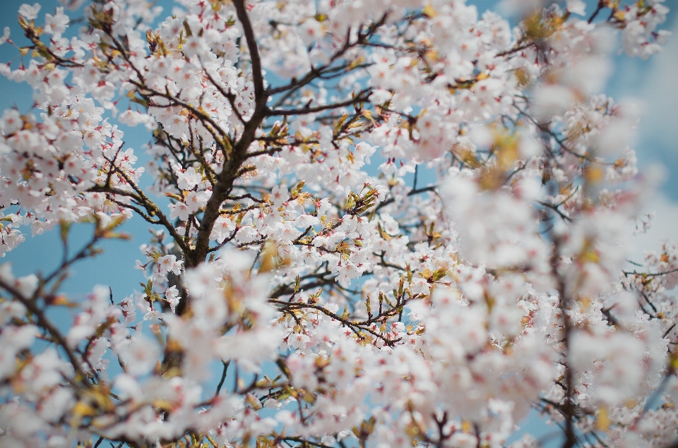 Tree branch blossom plant