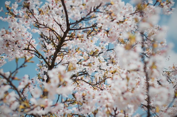 Tree branch blossom plant Photo