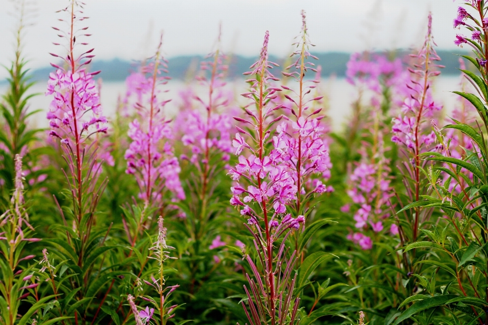 Herbe usine prairie
 fleur