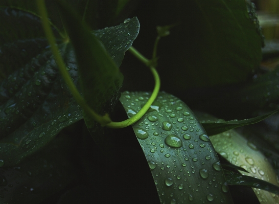 Water nature droplet drop Photo