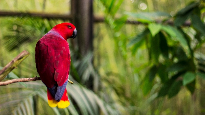 Nature branch bird flower Photo