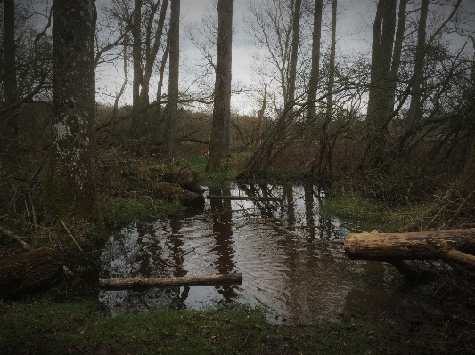 Tree water nature forest Photo