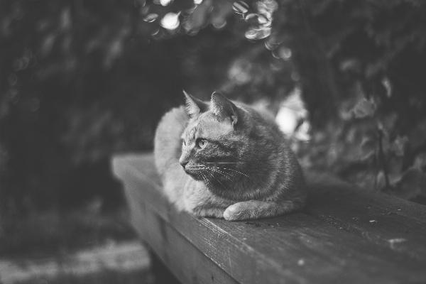 Foto Bianco e nero
 animale domestico gatto