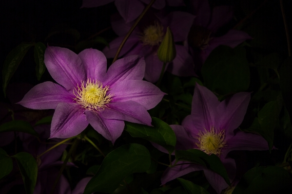 花 植物 紫 花弁 写真