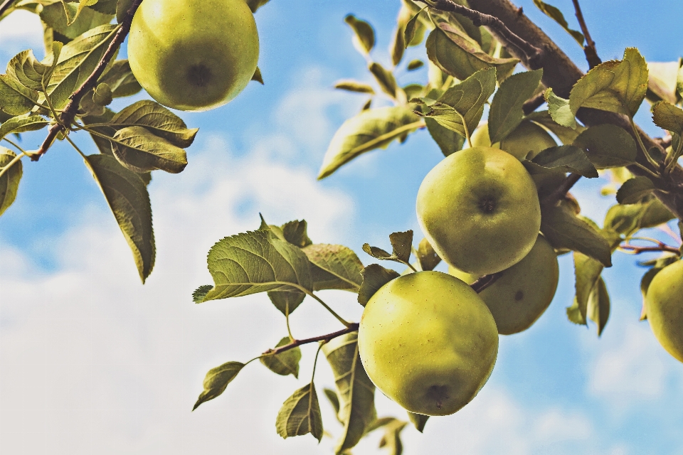 Apple pohon cabang tanaman