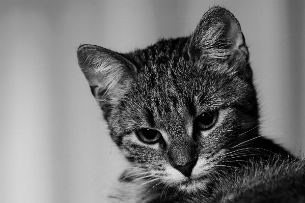 Foto Bianco e nero
 fotografia animale domestico