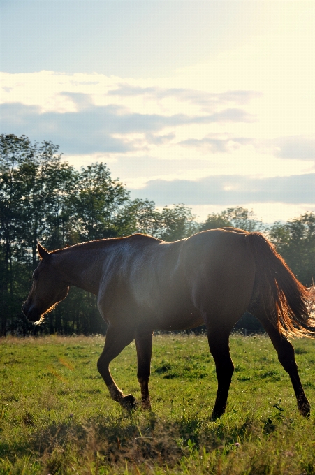 Paysage nature herbe prairie
