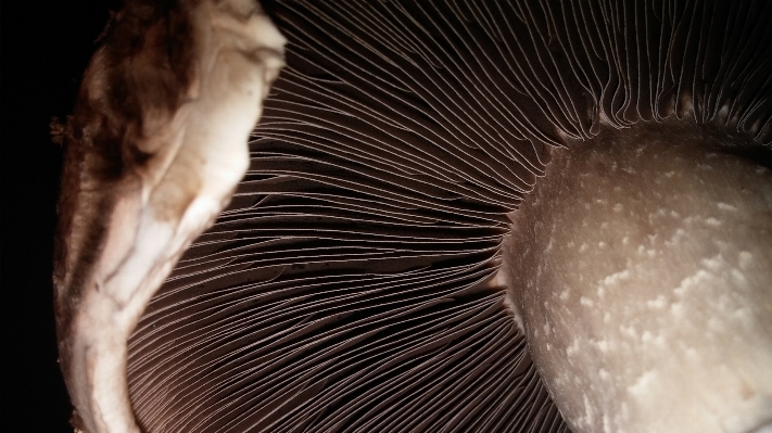 Photography flower close up human body Photo