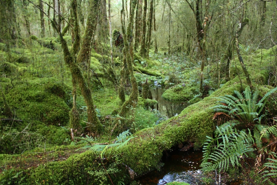 Tree forest swamp wilderness