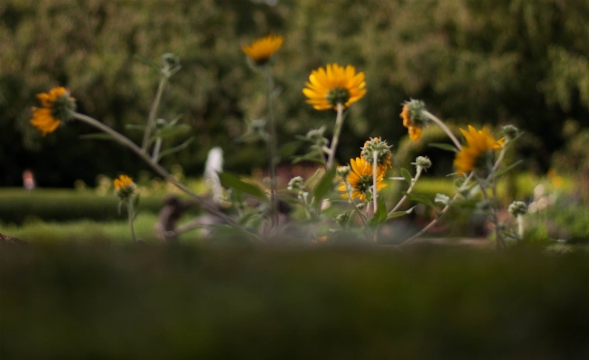 Plant field meadow prairie Photo