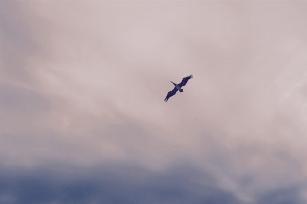 Photo Oiseau aile nuage ciel