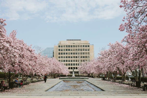 Tree outdoor blossom plant Photo