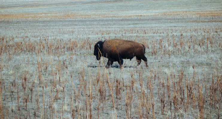 Nature prairie animal wildlife Photo