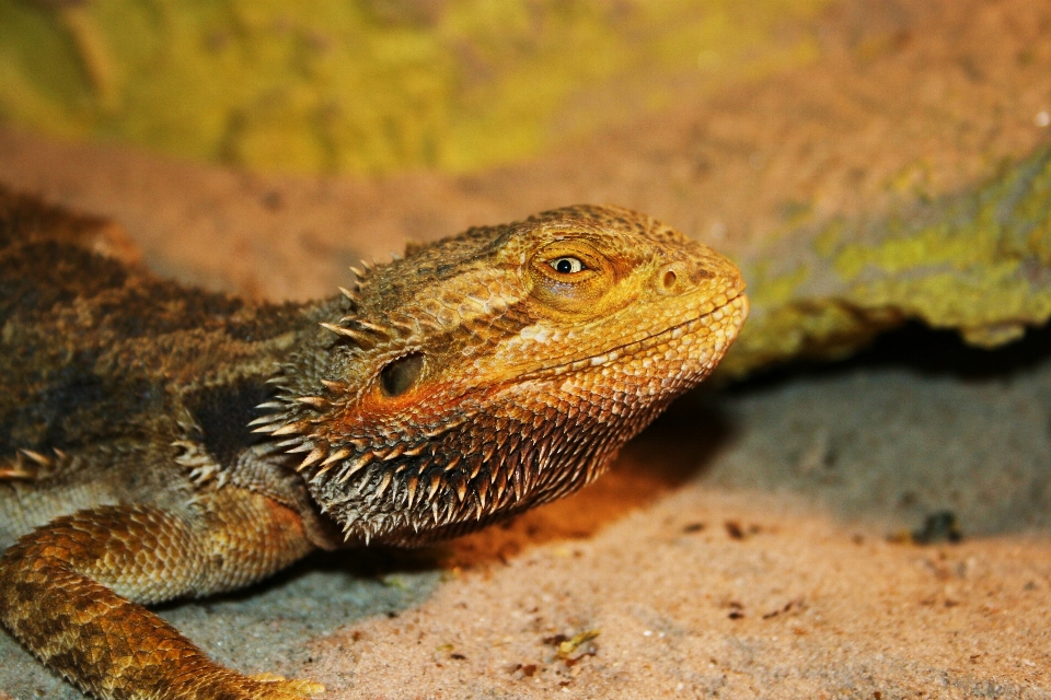 Sand tierwelt reptil fauna