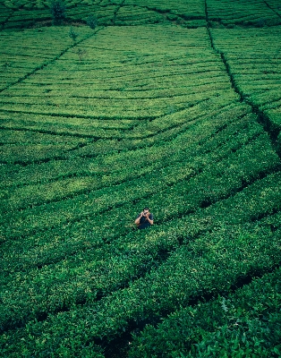 Grass plant field lawn Photo