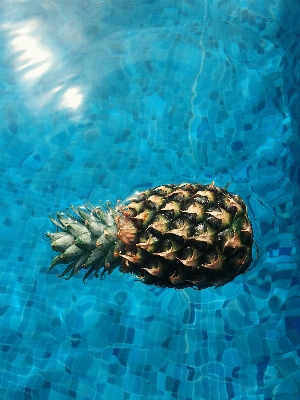 Underwater biology turtle sea Photo