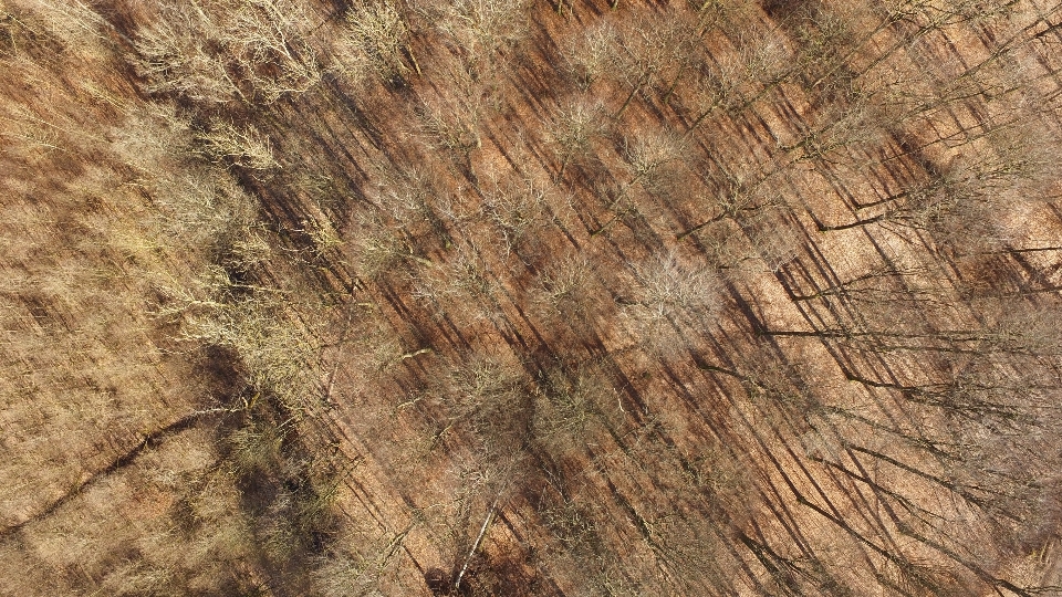 árbol bosque rock planta