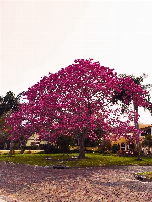 Foto Pohon cabang mekar tanaman