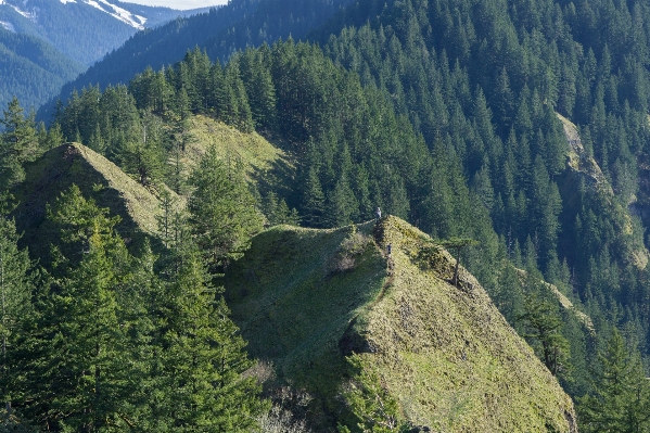 Baum wald wildnis
 gehen Foto