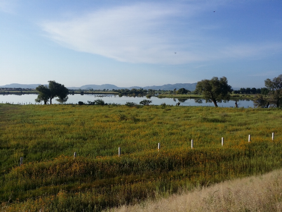 Paisaje árbol césped pantano
