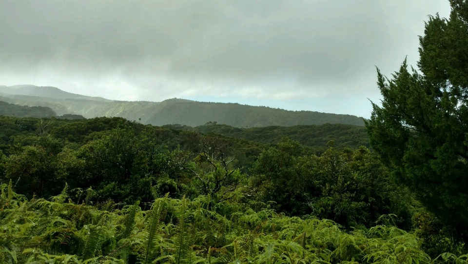 자연 숲 황야
 산