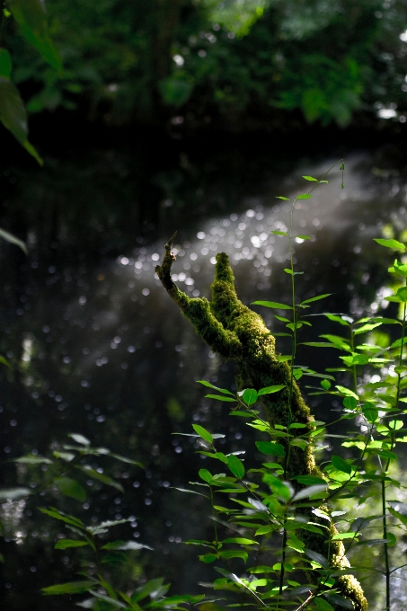 árvore água natureza floresta