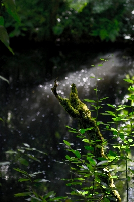 木 水 自然 森 写真