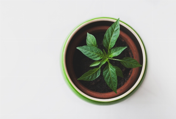 植物 葉 花 ポット 写真