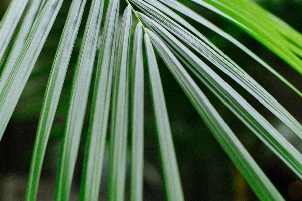 木 自然 草 ブランチ 写真