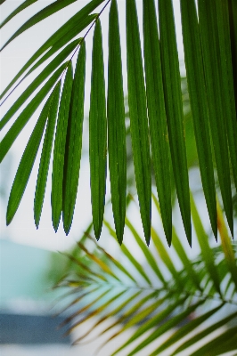 Tree grass branch plant Photo