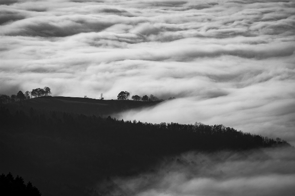 Foto Pohon alam cakrawala gunung