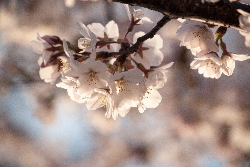 Albero natura ramo fiore