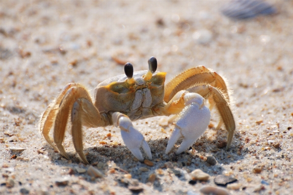 Sand wildlife food seafood Photo