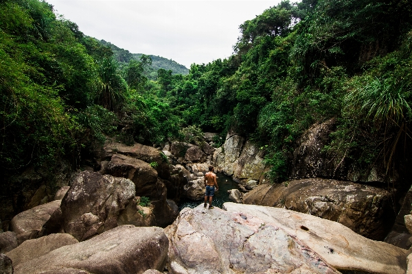 Tree water forest rock Photo