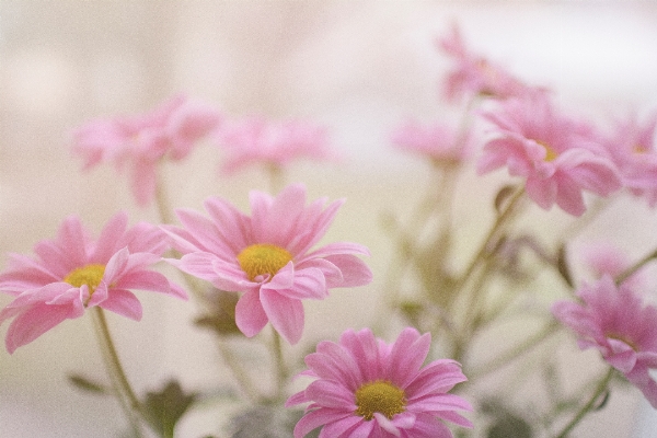 Blossom plant flower petal Photo