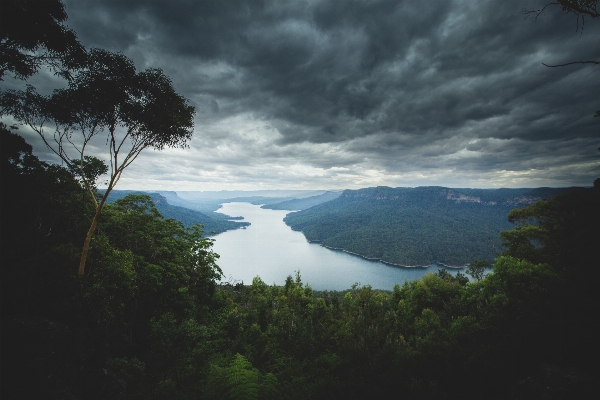 Landscape sea coast tree Photo