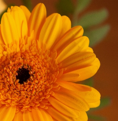 植物 写真撮影 花 花弁 写真