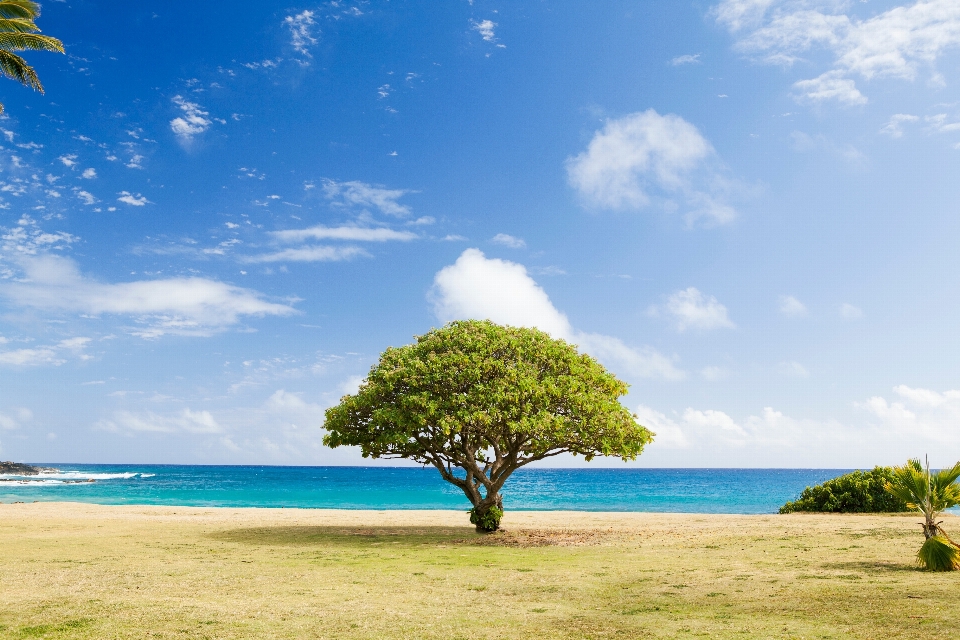 Spiaggia mare costa albero