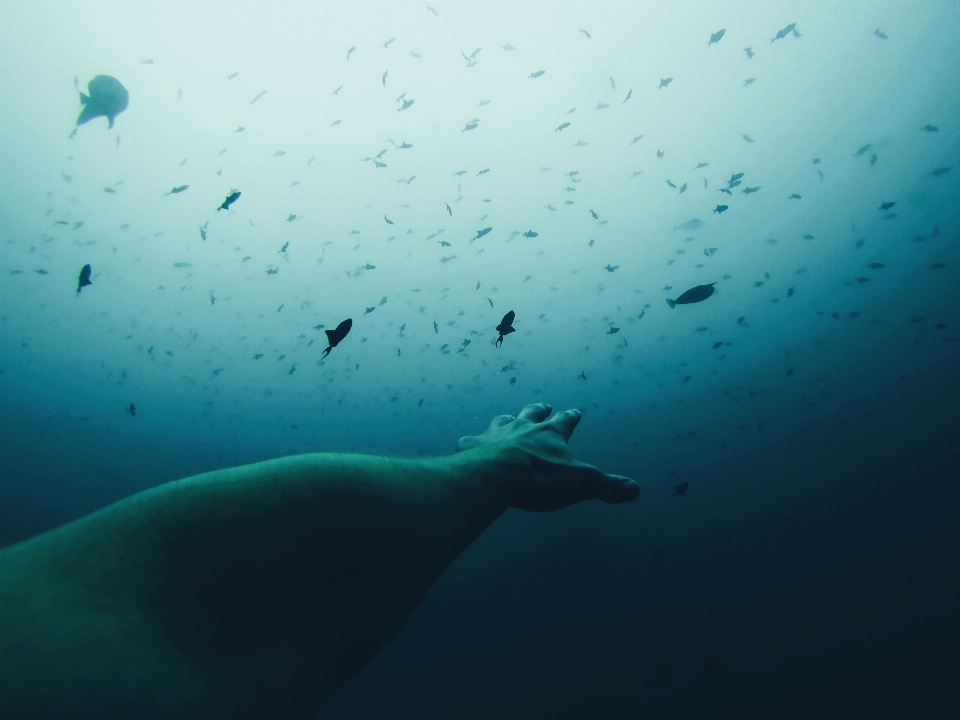 手 海 水 海洋