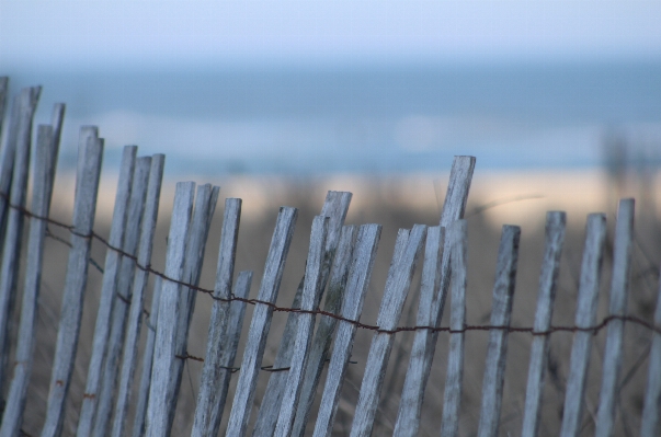 Water grass winter fence Photo