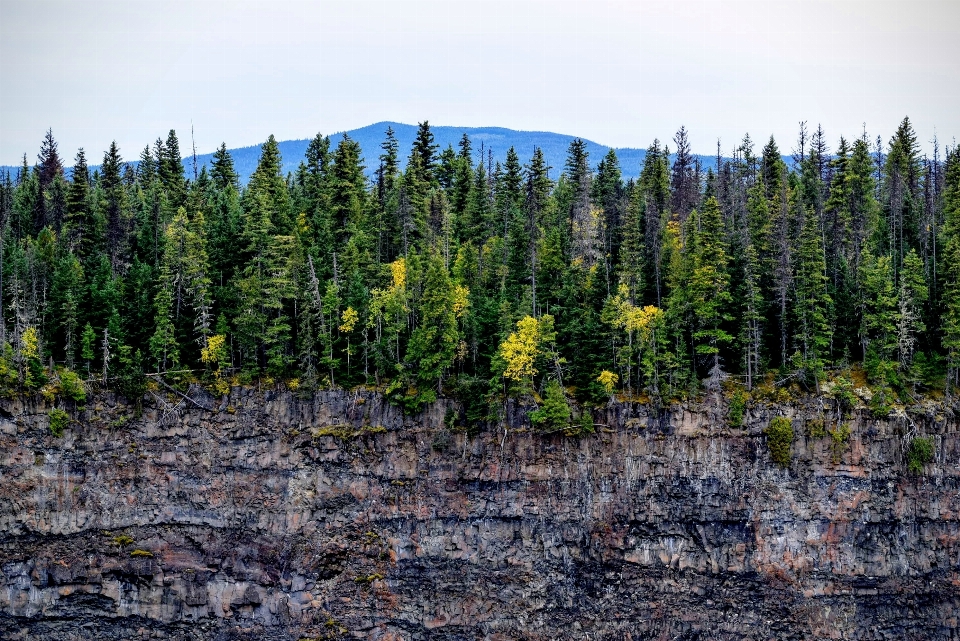 Paisaje árbol bosque rock