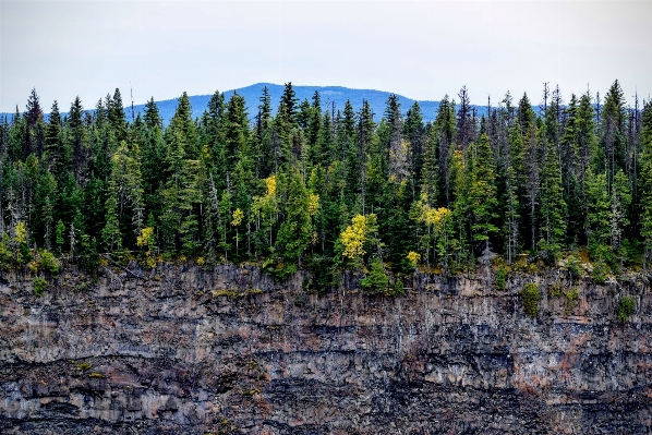 Landscape tree forest rock Photo