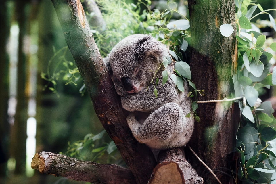 Baum zweig tierwelt zoo