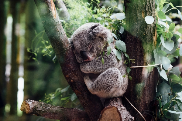 木 ブランチ 野生動物 動物園 写真